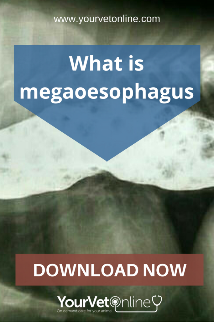 What is megaoesophagus? pinterest download