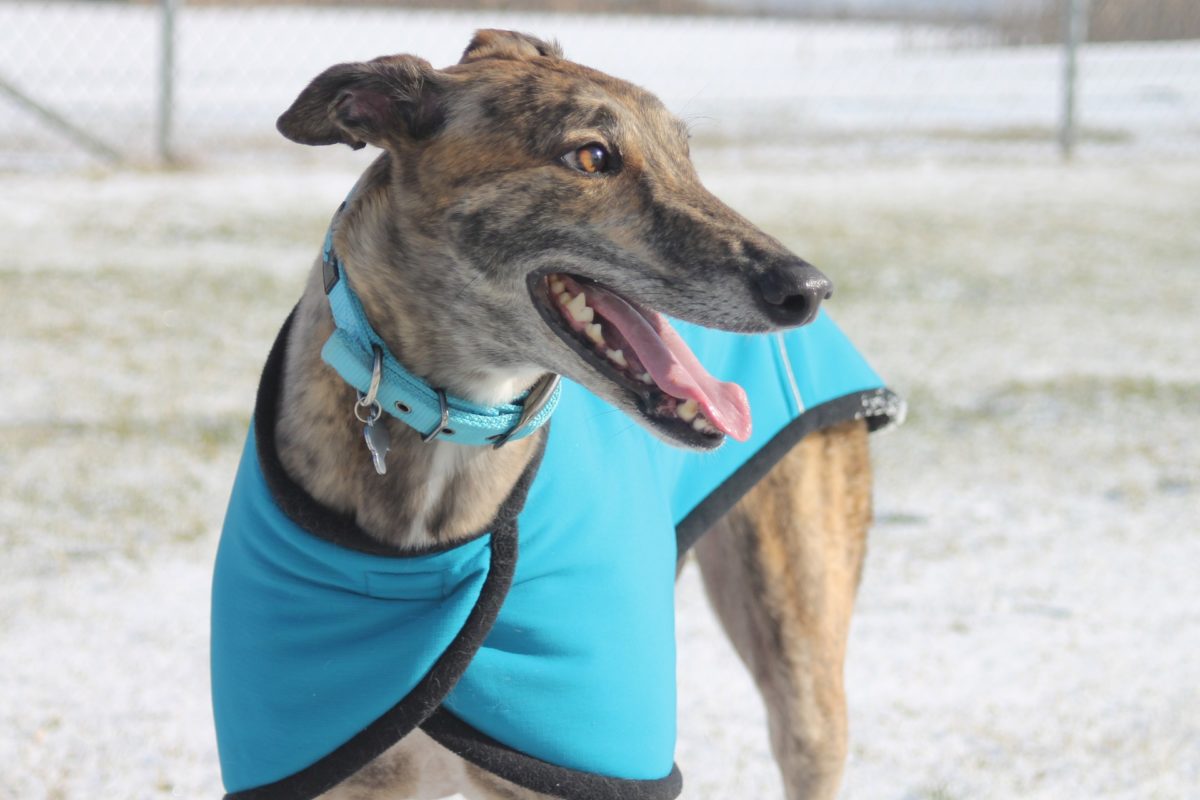 Understanding Anxiety And Its Implications for Pet Greyhounds