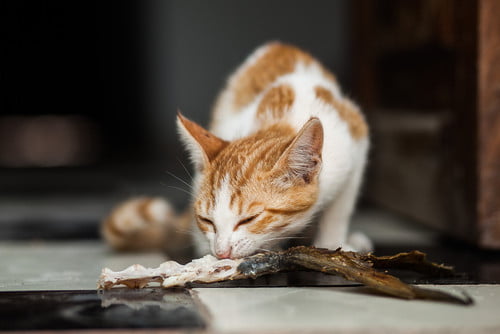 cat eating tuna fish