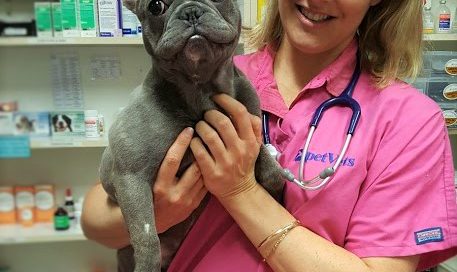 dr leigh at work holding a french bulldog